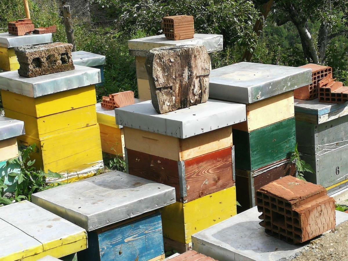 Eco Village Jasavic Plav Eksteriør billede